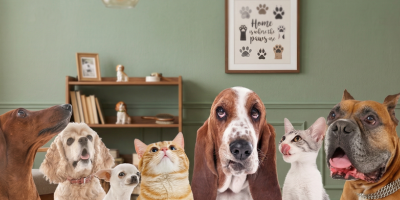 Dogs and cats together in a living room