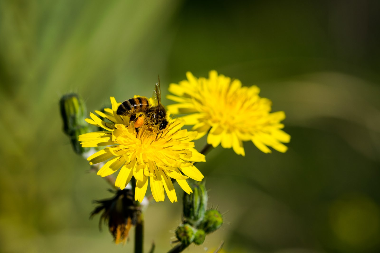 Bee pollinating yellow wildflower